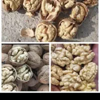 گردو تویسرکان پوست کاغذی