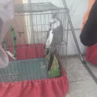 عروس‌هلندی‌نر