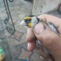 سهره ماده اماده