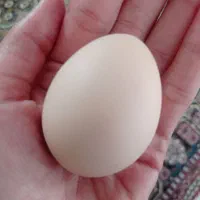 تخم مرغ طبیعی