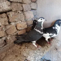 کبوتر|پرنده|نیشابور, قلعه نو|دیوار