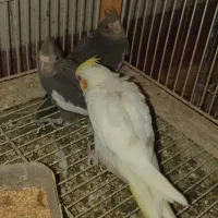 عروس هلندی سرلاکی|پرنده|کنگاور, |دیوار