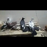 کبوتر رنگی|پرنده|بناب, |دیوار