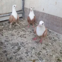 کبوترجوجه کلاغ کربلایی