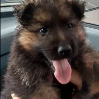 توله های ژرمن از نسل زئوس بزرگ