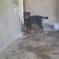 فروش سگ روتوایلر|سگ|آمل, |دیوار