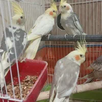فروش عروس هلندی
