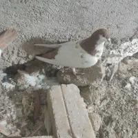 کبوتر|پرنده|قوچان, |دیوار