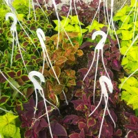 فروش انواع گلهای آپارتمانی و ملزومات|گل و گیاه طبیعی|ورامین, ورامین|دیوار