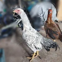 مرغ لاری اصیل افغان