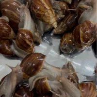 شروع کسب‌وکار خانگی با پرورش حلزون