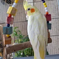 عروس هلندی سخنگو