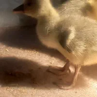 ۱۱عدد جوجه غاز دورگه|حیوانات مزرعه|مریوان, |دیوار