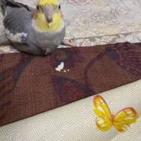 گمشده خواهش میکنم کسی دیده یا پیداش کرده بهمون بگه|حیوانات|ایزدشهر, |دیوار
