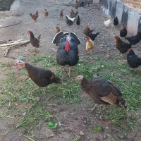 بوقلمون