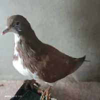 کبوتر|پرنده|محمدیه-قزوین, |دیوار