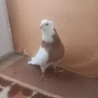 کفتر طوقی  نر زرد خال سیاه