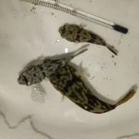 ماهی پافر فاهاکا(صندوق ماهی)