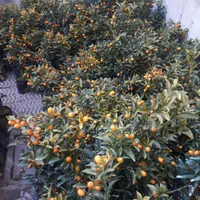 نهال کامکوآت ۲ الی ۳ ساله مناسب خانه و باغچه|گل و گیاه طبیعی|کرج, شهرک سهرابیه|دیوار