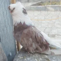 نوک قنار مامونیه