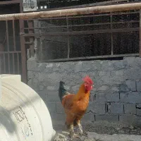 خروس دیلگونی|حیوانات مزرعه|بهبهان, |دیوار