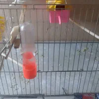 فنج خوش گل اماده|ماهی|شاهین دژ, |دیوار