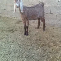 بزغاله نر پاکستانی سالم سرحال