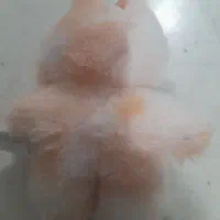 عروسک لبوبو|اسباب‌بازی بچه|اصفهان, کساره|دیوار