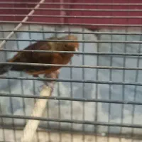 مادهای سرخ قناری|پرنده|بندر ماهشهر, |دیوار