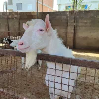 فروش بز نر سانن