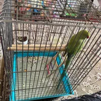 طوطی ماده فوری