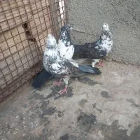 کفتر تهرانی|پرنده|محمدشهر, علی آباد گونه|دیوار