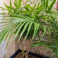 متخصص گل آپارتمانی وبیرونی|خدمات باغبانی و درختکاری|شاندیز, |دیوار