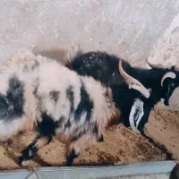 جفت کهره نر