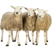 ده راس گوسفند ابستن