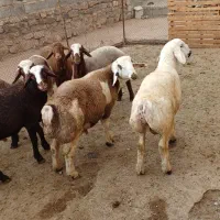 گوسفند بره پرواری کاور