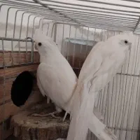 عروس هلندی آلبینو|پرنده|گرمه, |دیوار