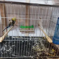 گرینجیک . عروس هلندی مرغ عشق . فنچ|پرنده|خوی, |دیوار