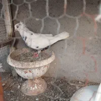 کفترماده گره