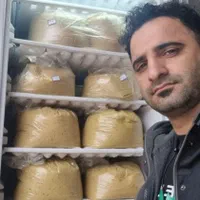 خمیر فلافل (مواد فلافل) عمده عرضه می گردد|خوردنی و آشامیدنی|رشت, پورسینا|دیوار