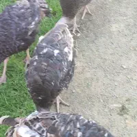 بوقلمون 5 ماهه|حیوانات مزرعه|سیمین شهر, |دیوار