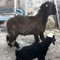 بره نر