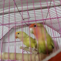 برزیلی مولد