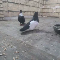 کبوتر فروشی