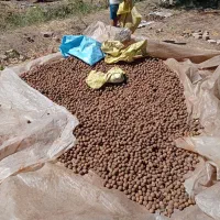 مغز گردو و گردو|خوردنی و آشامیدنی|محمدیه-قزوین, |دیوار