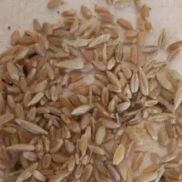 ۲تن جو و گندم مخلوط
