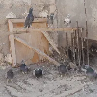 کبوتر گلی پر|پرنده|لاران, |دیوار