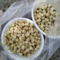 برگ مو دلمه توت سفید