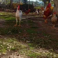 خروس  گلین|حیوانات مزرعه|قائم‌شهر, |دیوار