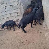 بره قوچ